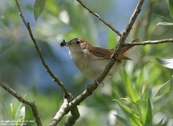 Rossignol philomèle - Common Nightingale ()