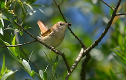 Rossignol philomèle - Common Nightingale (Canon EOS 300D DIGITAL 1/640 F5.6 iso200 400mm)