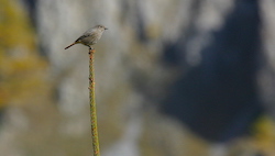 Rougequeue noir - Black Redstart (Canon EOS 300D DIGITAL 1/640 F9 iso400 400mm)