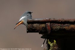 Rougequeue noir - Black Redstart ()