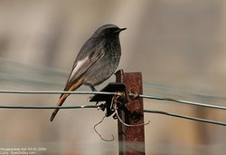 Rougequeue noir - Black Redstart ()