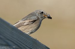 Rougequeue noir - Black Redstart ()