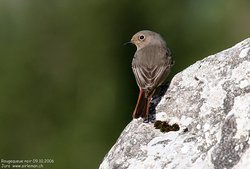 Rougequeue noir - Black Redstart ()