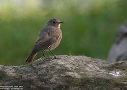 Rougequeue noir - Black Redstart ()
