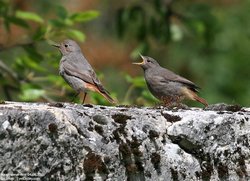 Rougequeue noir - Black Redstart ()