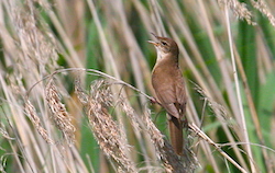 Rousserolle turdoïde - Great Reed-Warbler (Canon EOS 20D 1/1000 F11 iso400 400mm)