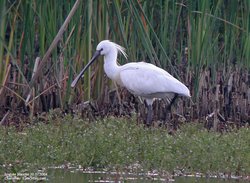 Spatule blanche - Eurasian Spoonbill ()