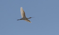 Spatule blanche - Eurasian Spoonbill (Canon EOS 30D 1/2500 F5.6 iso200 300mm)