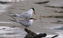 Sterne pierregarin - Common Tern (E4500 1/125 F5.1 iso100 32mm)