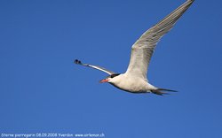 Sterne pierregarin - Common Tern ()