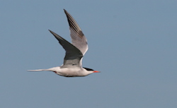 Sterne pierregarin - Common Tern (Canon EOS 20D 1/1600 F11 iso400 400mm)