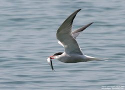 Sterne pierregarin - Common Tern ()