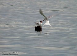 Sterne pierregarin - Common Tern ()