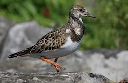 Tournepierre à collier