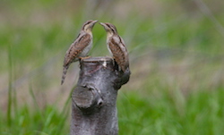 Torcol fourmilier - Eurasian Wryneck - Wendehals - Jynx torquilla Torcol fourmilier - Eurasian Wryneck