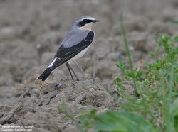 Traquet motteux - Northern Wheatear ()