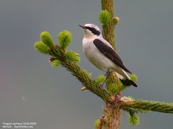 Traquet motteux - Northern Wheatear ()