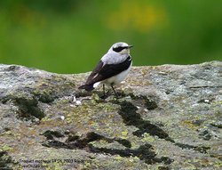 Traquet motteux - Northern Wheatear ()