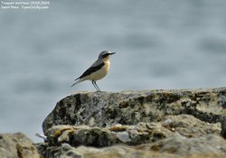 Traquet motteux - Northern Wheatear ()