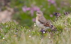 Traquet motteux - Northern Wheatear (Canon EOS 20D 1/640 F9 iso400 400mm)