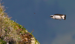 Traquet motteux - Northern Wheatear (Canon EOS 20D 1/1000 F10 iso400 400mm)