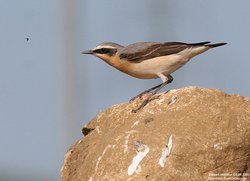 Traquet motteux - Northern Wheatear ()