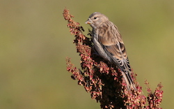 Venturon montagnard - European Citril Finch (Canon EOS 20D 1/640 F9 iso400 400mm)
