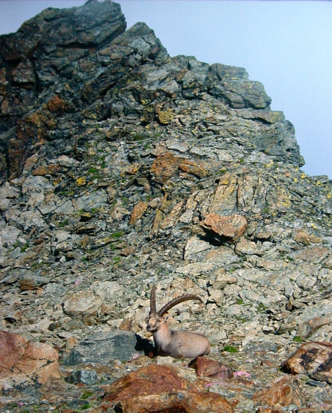 HauteSavoie/Chamonix/19890713/DSCN5974.jpg