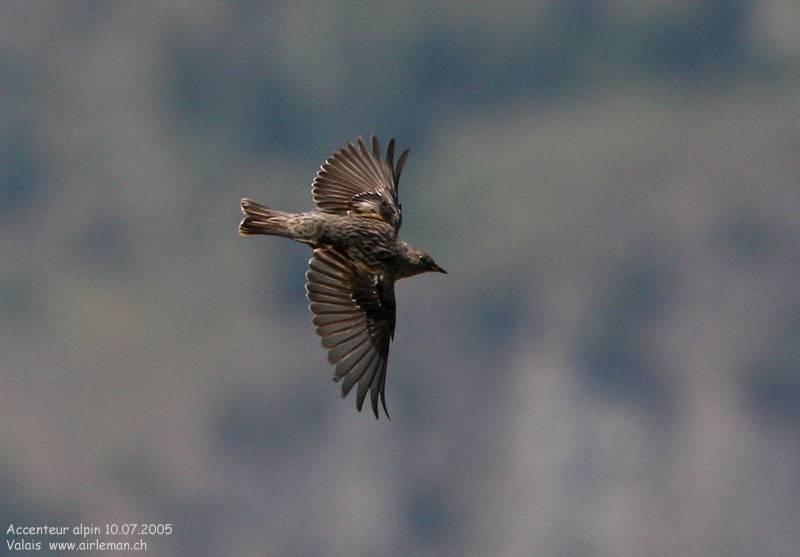 Nature/Birds/A/accenteur_alpin_IMG_3187.jpg