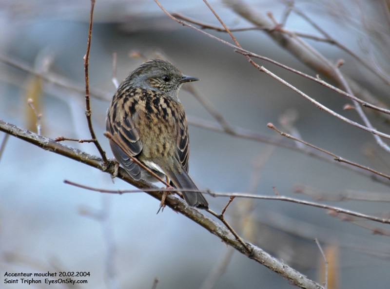 Nature/Birds/A/accenteur_mouchet_DSC_5987.jpg