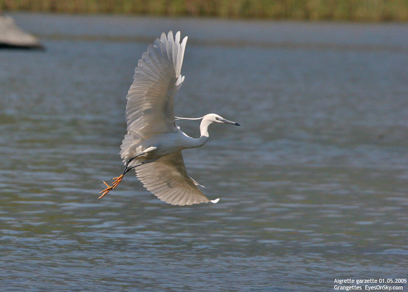 Nature/Birds/A/aigrette_garzette_IMG_2488.jpg