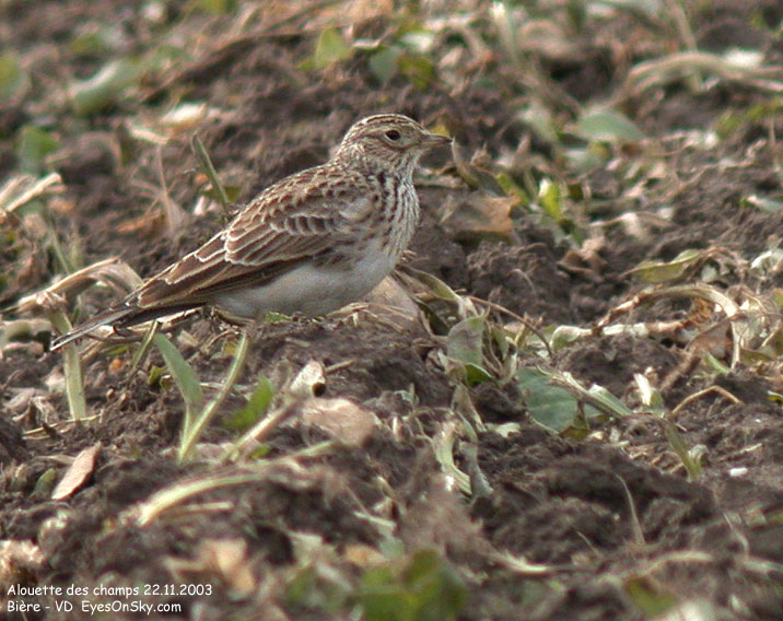 Nature/Birds/A/alouette_des_champs_DSCN1534.jpg