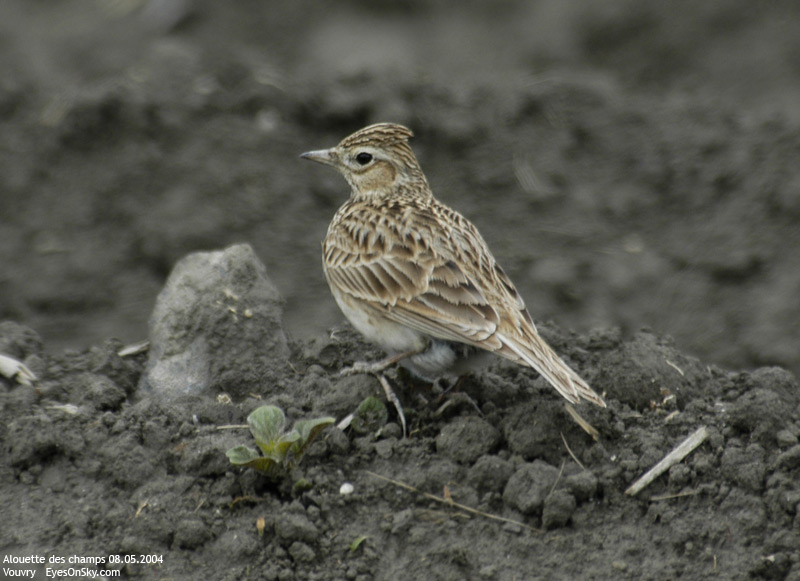 Nature/Birds/A/alouette_des_champs_DSC_8178.jpg