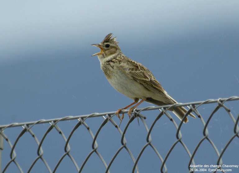 Nature/Birds/A/alouette_des_champs_DSC_9430.jpg
