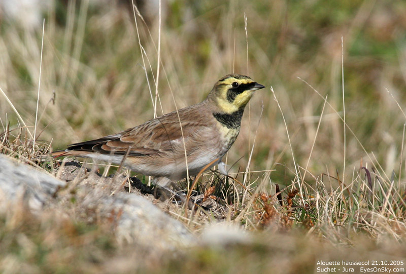 Nature/Birds/A/alouette_haussecol_IMG_3721.jpg