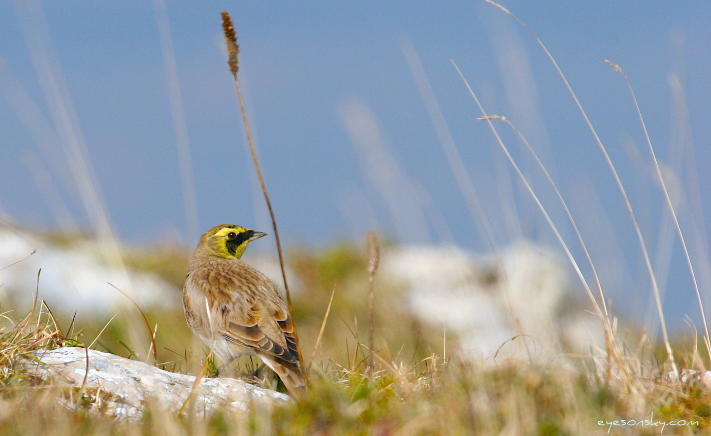 Nature/Birds/A/alouette_haussecol_IMG_3813.jpg