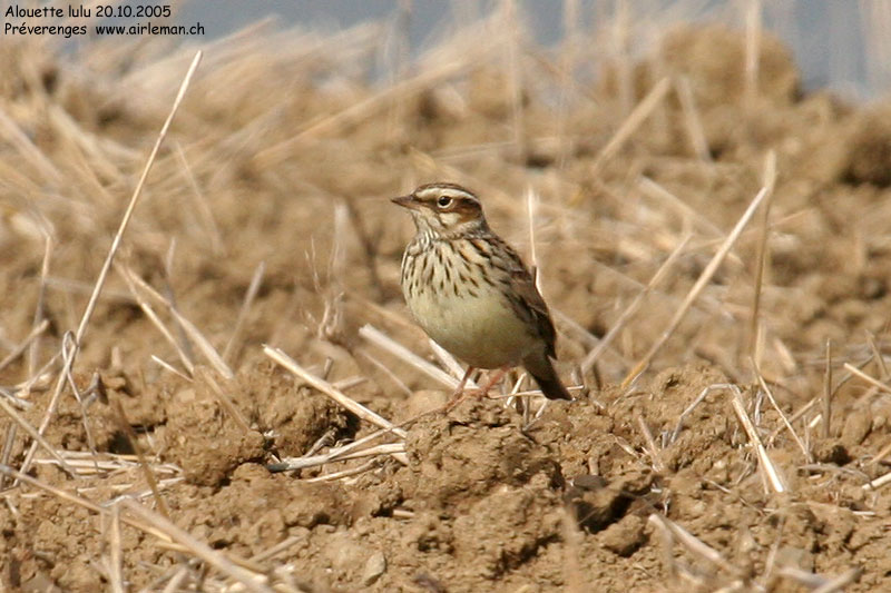 Nature/Birds/A/alouette_lulu_IMG_3444.jpg