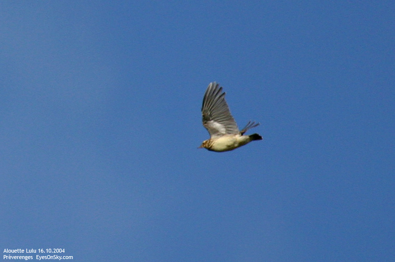 Nature/Birds/A/alouette_lulu_IMG_7448.jpg