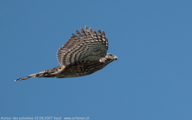 Nature/Birds/A/autour-des-palombes-IMG_7863.jpg
