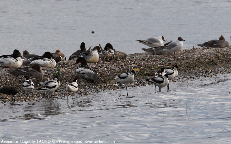 Nature/Birds/A/avocette-elegante-IMG_3661.jpg