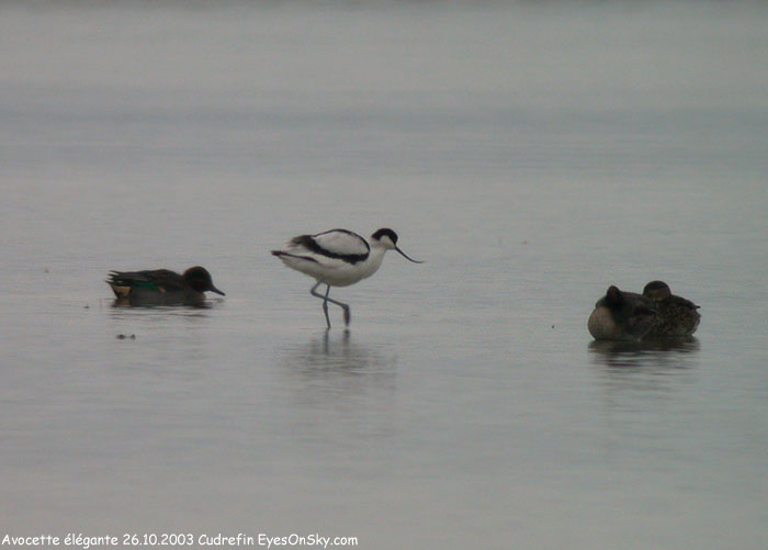Nature/Birds/A/avocette_elegante_DSCN1205.jpg