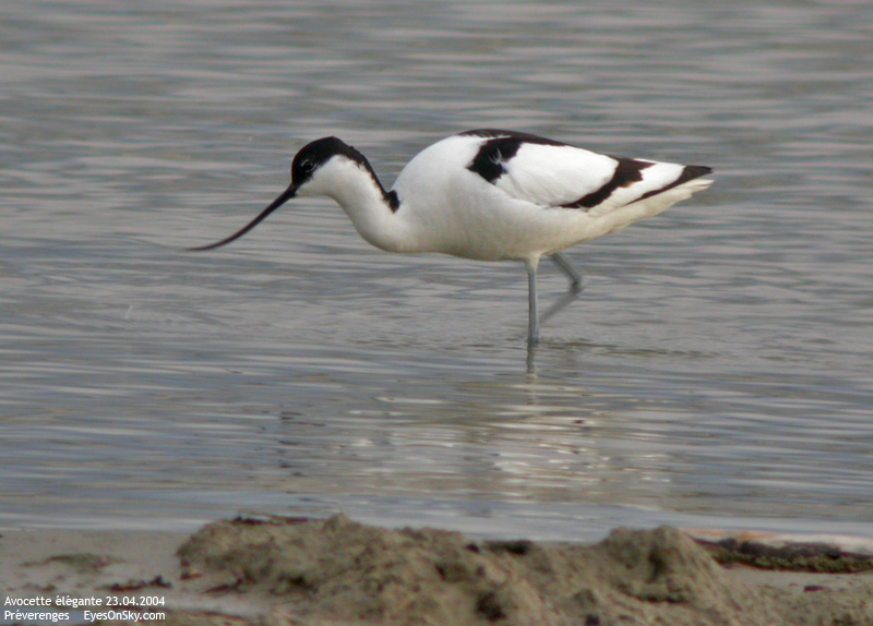 Nature/Birds/A/avocette_elegante_DSCN3067.jpg