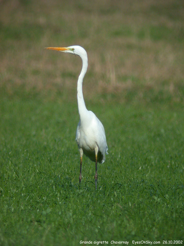 Nature/Birds/A/grande_aigrette_DSCN7121.jpg