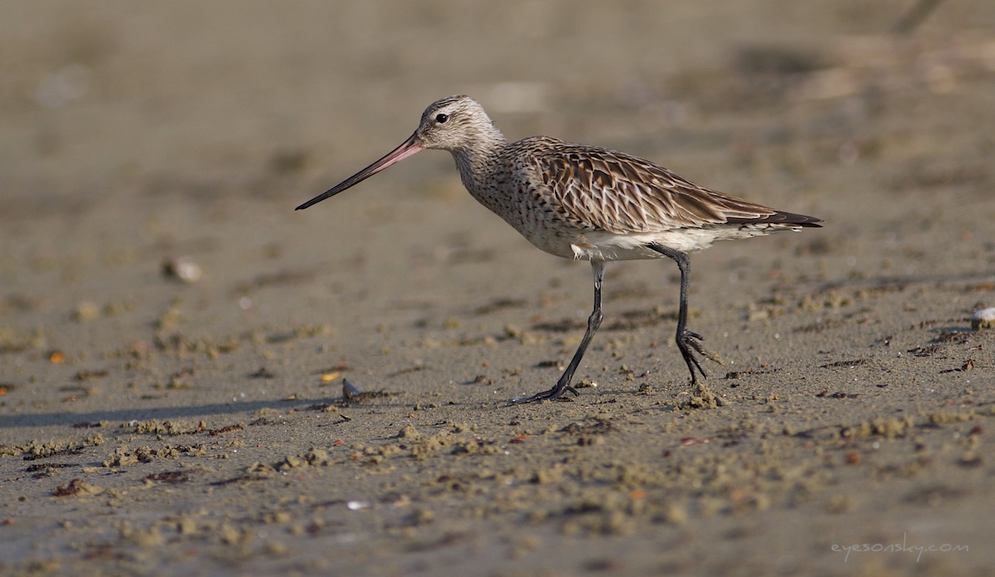 Nature/Birds/Ba/barge-rousse-IMG_3102.jpg