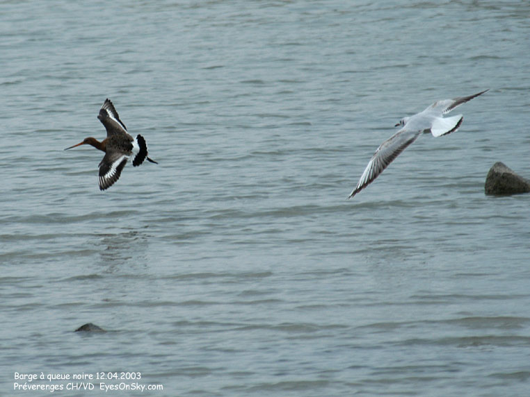 Nature/Birds/Ba/barge_a_queue_noire_DSC_0010.jpg