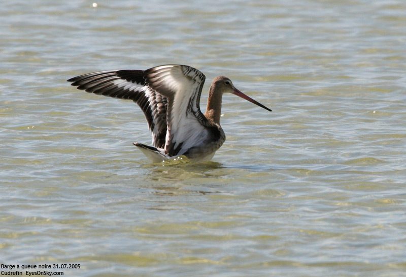 Nature/Birds/Ba/barge_queue_noire_IMG_3814.jpg