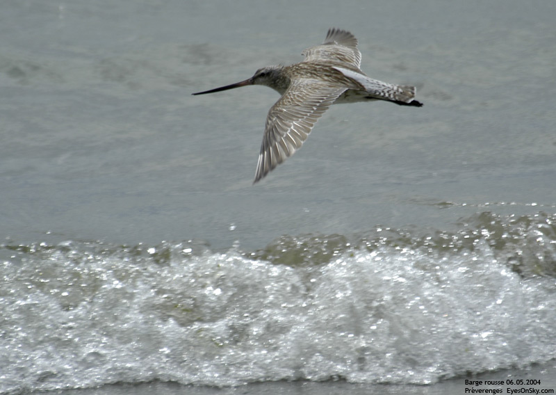 Nature/Birds/Ba/barge_rousse_DSC_7941.jpg