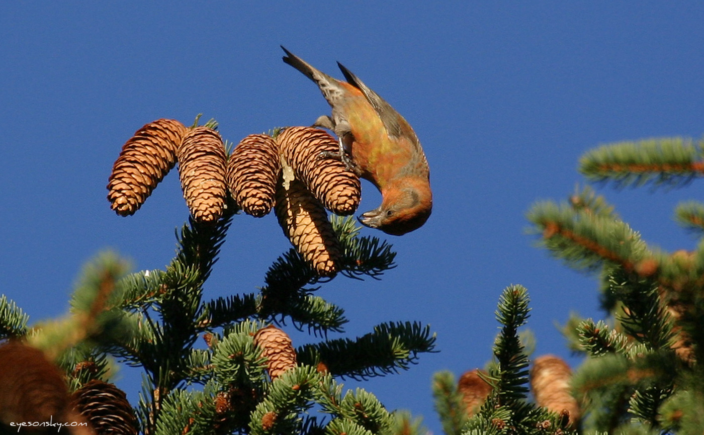 Nature/Birds/Ba/bec-croise-des-sapins-IMG_8559.jpg