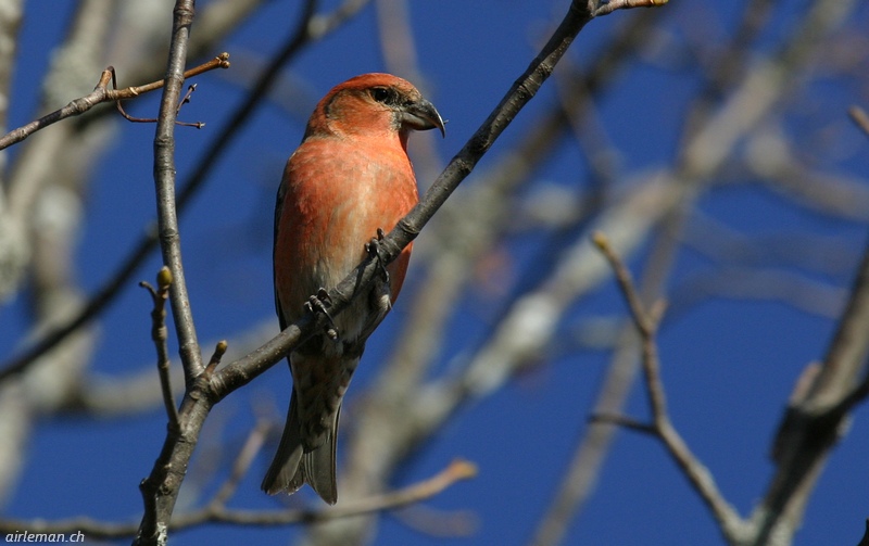 Nature/Birds/Ba/bec-croise-des-sapins-IMG_9442.jpg
