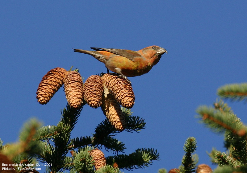 Nature/Birds/Ba/bec-croise_des_sapins_IMG_8555.jpg